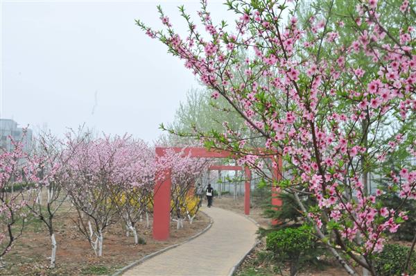 想在山東學(xué)習(xí)海事專業(yè)？為什么不選擇青島海洋技師學(xué)院呢？