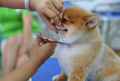 北京雪思嘉寵物美容師培訓(xùn)學(xué)校：寵物美容時容易出現(xiàn)哪些危險(xiǎn)？