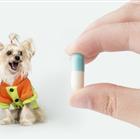 寵物醫(yī)生專業(yè)